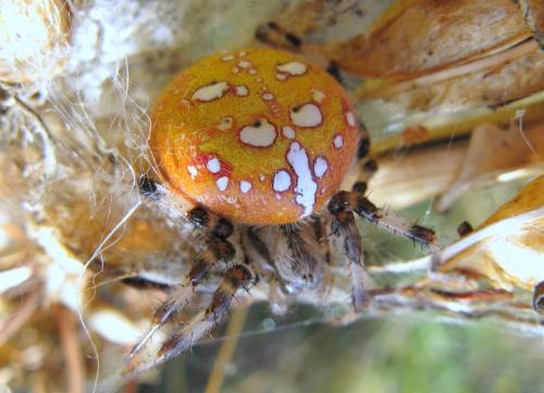 Araneus quadratus