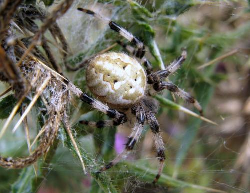 Araneus quadratus