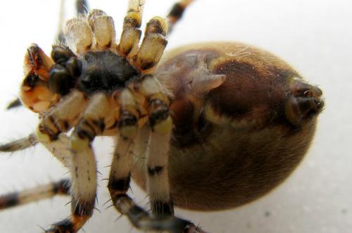 Araneus quadratus