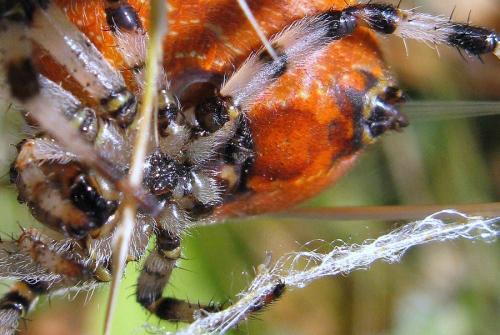 Araneus quadratus