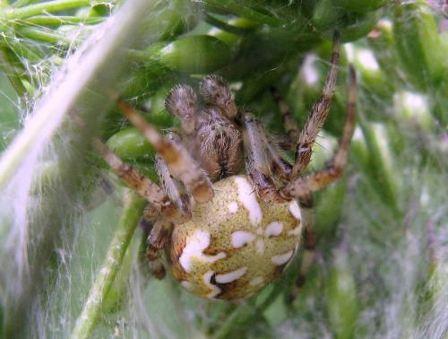 Araneus quadratus