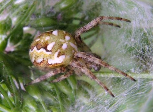 Araneus quadratus
