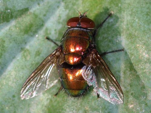 Lucilia sp.