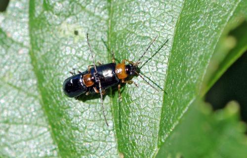 Réf. 49 410 : Luperus sp.