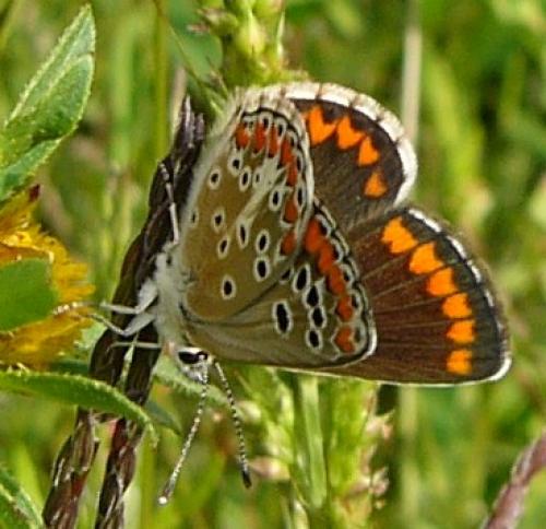 Aricia agestis
