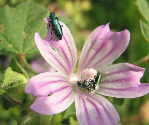 Psilothrix viridicoerulea