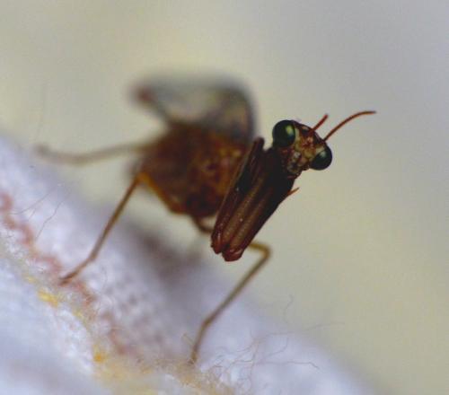 Mantispa styriaca