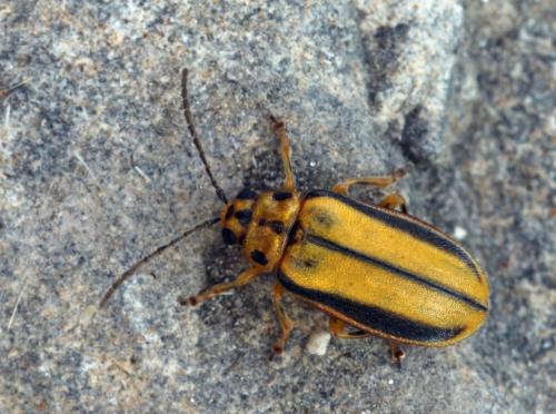 Réf. 49 829 : Xanthogaleruca luteola