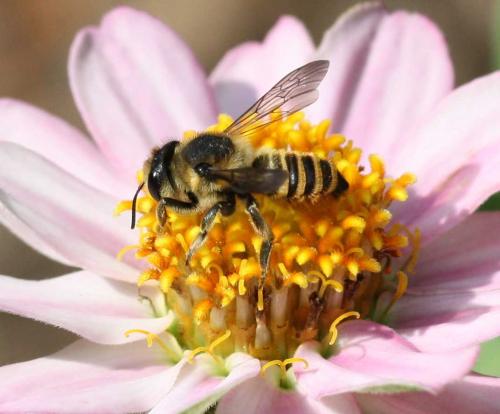 Megachile sp.