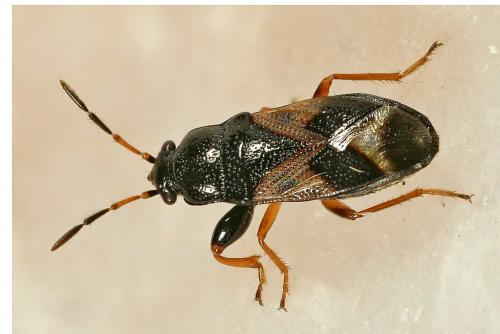 Megalonotus praetextatus