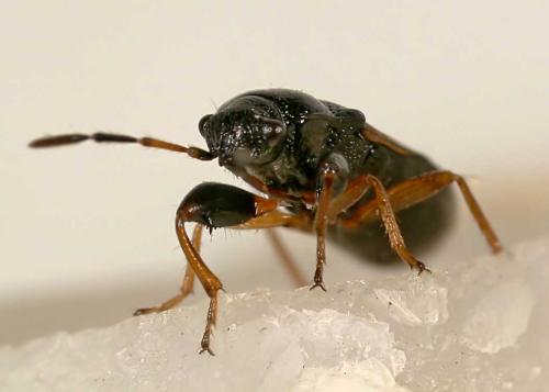 Megalonotus praetextatus