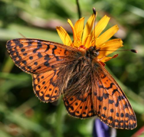 Réf. 49 881 : Boloria sp.
