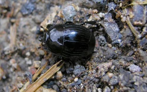 Merohister ariasi