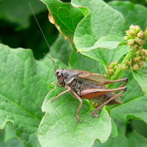 Metrioptera saussuriana