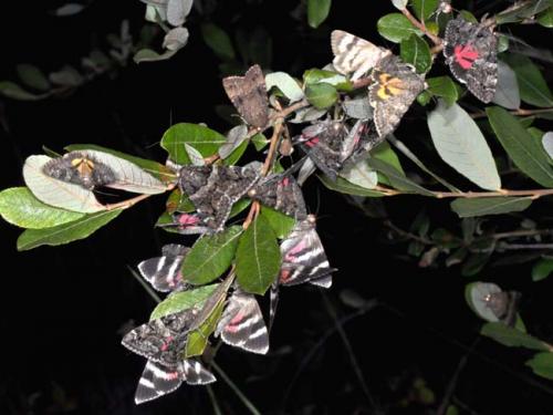 Catocala sp.