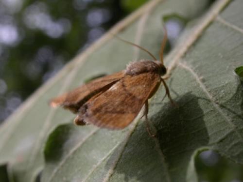 Réf. 49 623 : Apoda limacodes