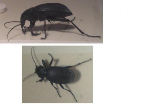 Carabus coriaceus