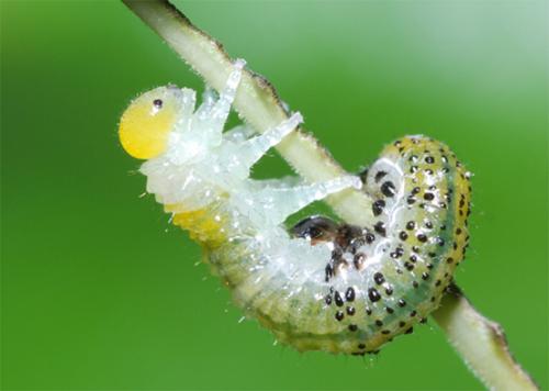 Arge (ochropus-pagana)