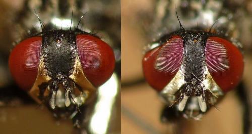 Musca domestica