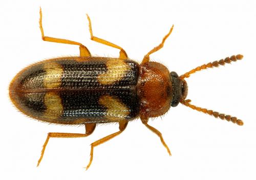 Réf. 49 072 : Mycetophagus fulvicollis