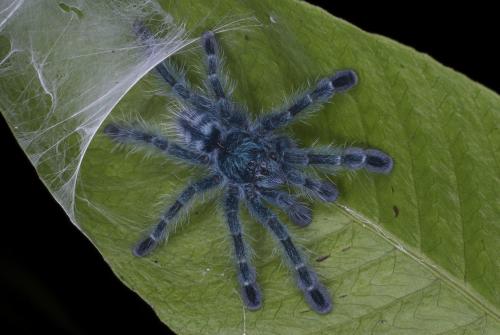 Avicularia versicolor