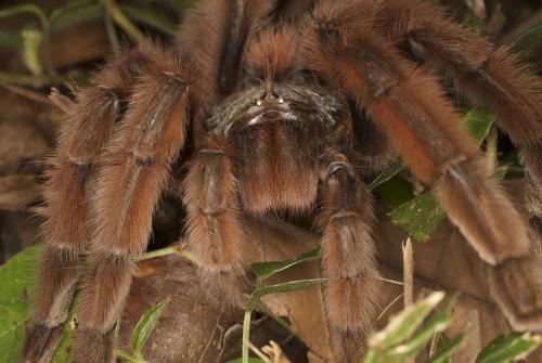 Avicularia versicolor