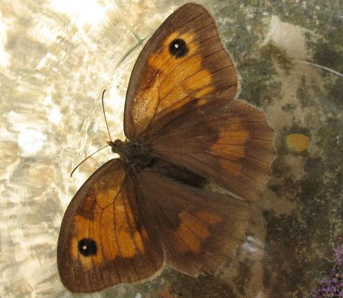 Réf. 49 979 : Maniola jurtina