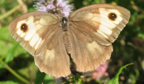 Maniola jurtina