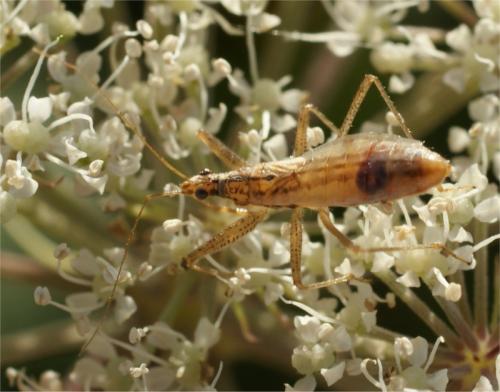 Réf. 49 665 : Nabis limbatus