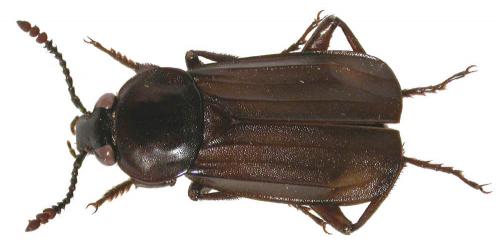Réf. 49 655 : Necrodes littoralis