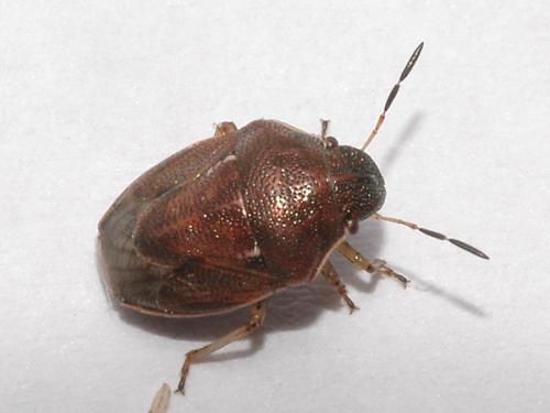 Réf. 49 327 : Neottiglossa pusilla