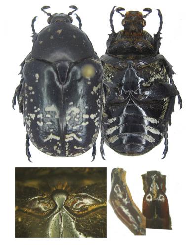 Potosia funebris
