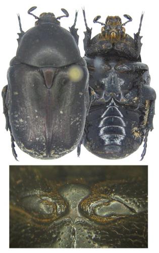 Potosia funesta