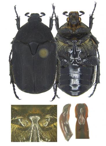 Réf. 49 276 : Netocia morio