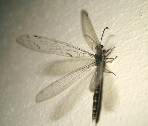 Neuroleon egenus