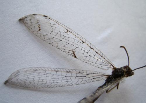 Réf. 49 776 : Neuroleon egenus