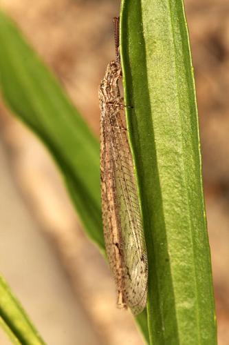 Neuroleon ochreatus