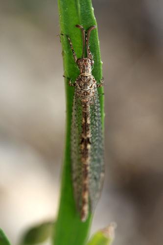 Neuroleon ochreatus