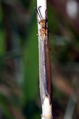 Réf. 49 823 : Creoleon lugdunensis