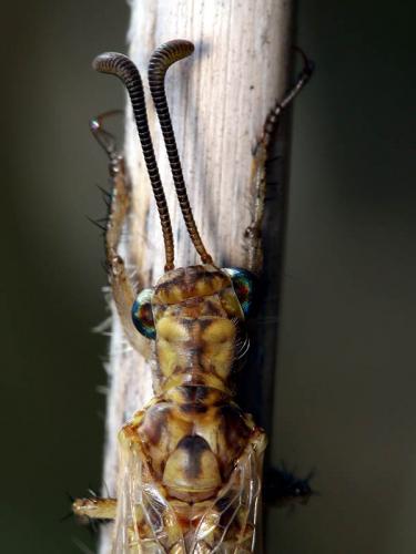 Réf. 49 824 : Creoleon lugdunensis
