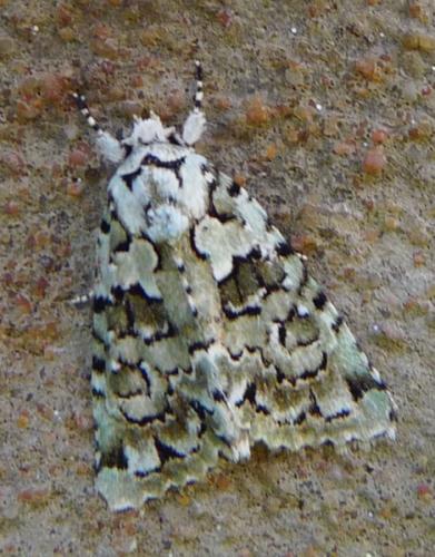 Nyctobrya muralis