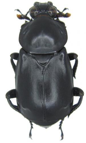 Nicrophorus concolor