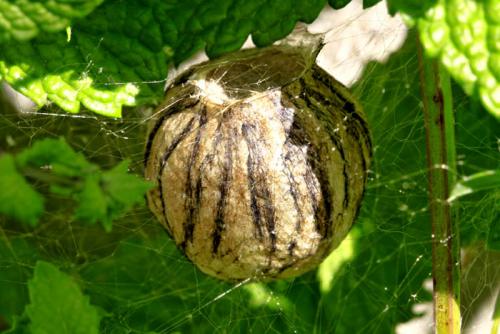 Argiope bruennichi