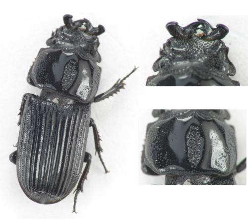 Nigidius sp.