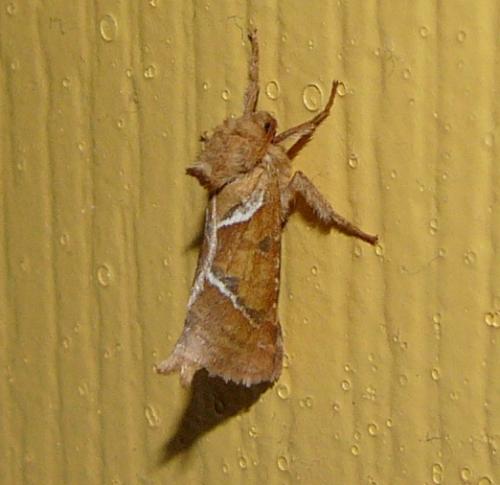 Triodia sylvina