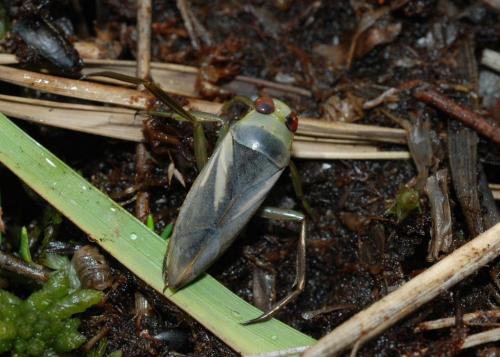 Notonecta obliqua