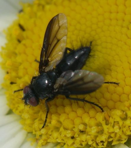 Nyctia halterata