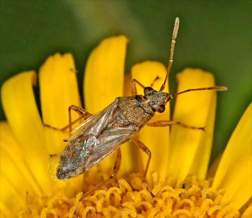 Réf. 49 866 : Nysius sp.