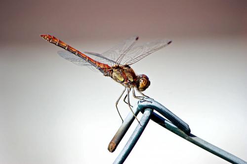 Sympetrum striolatum