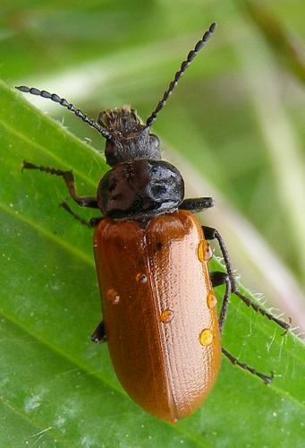Omophlus lepturoides